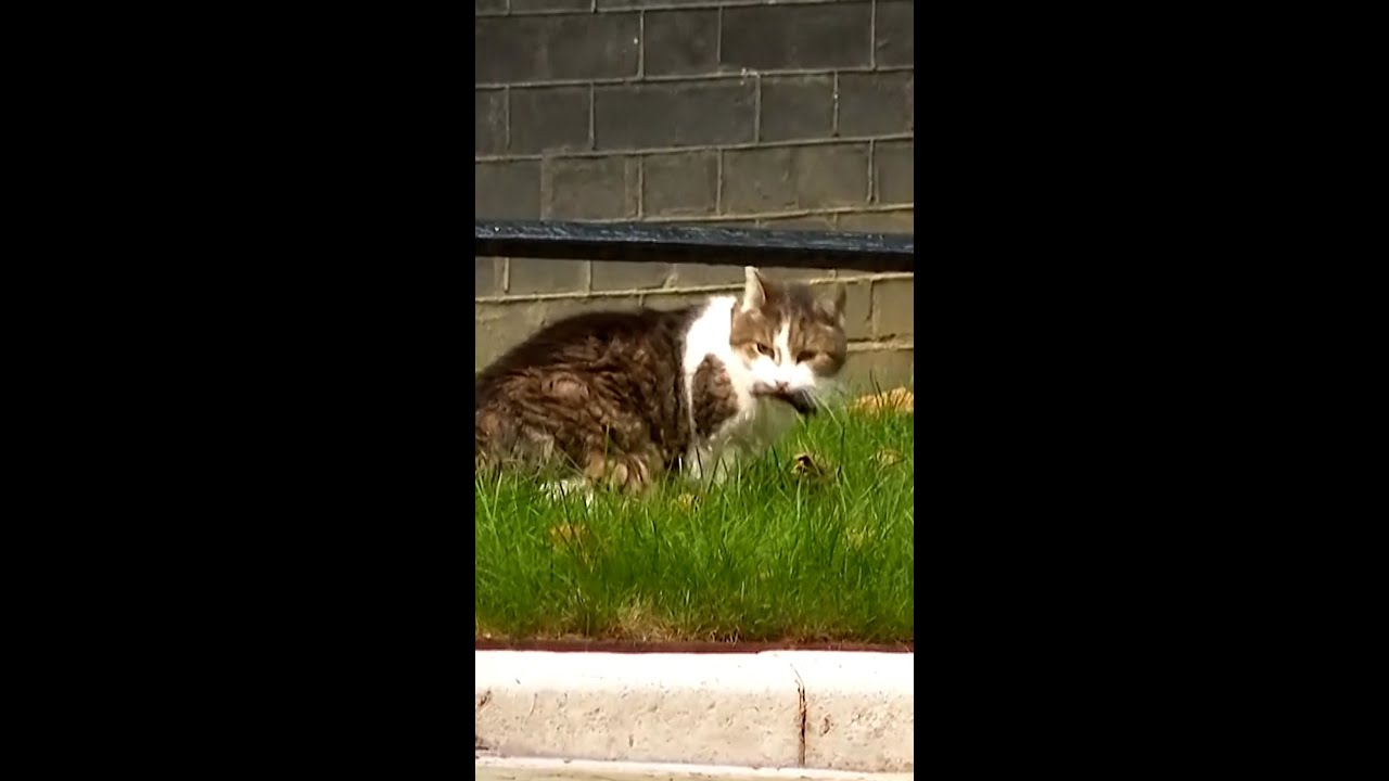 U.K.’s Chief Mouser Larry goes on the hunt at Downing St.