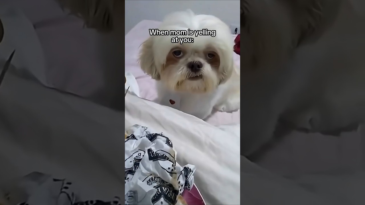 When Mom Is Yelling At You.