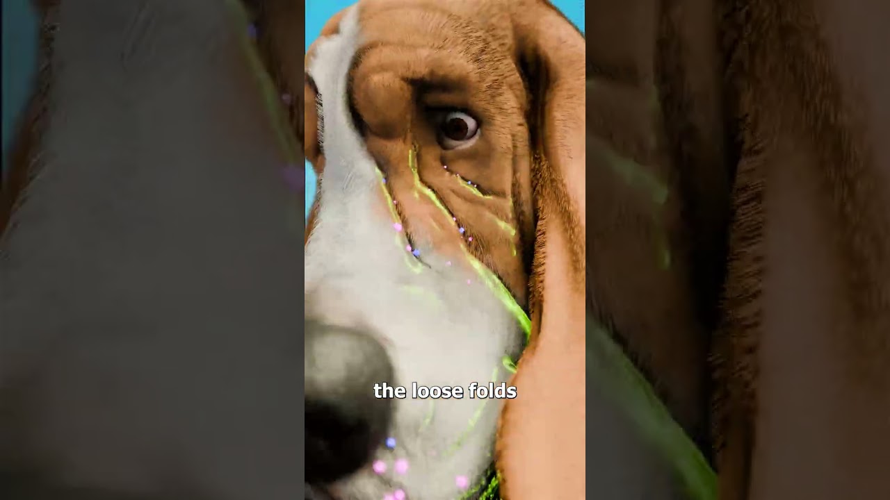 Why Basset Hounds Have Floppy Ears 🤔