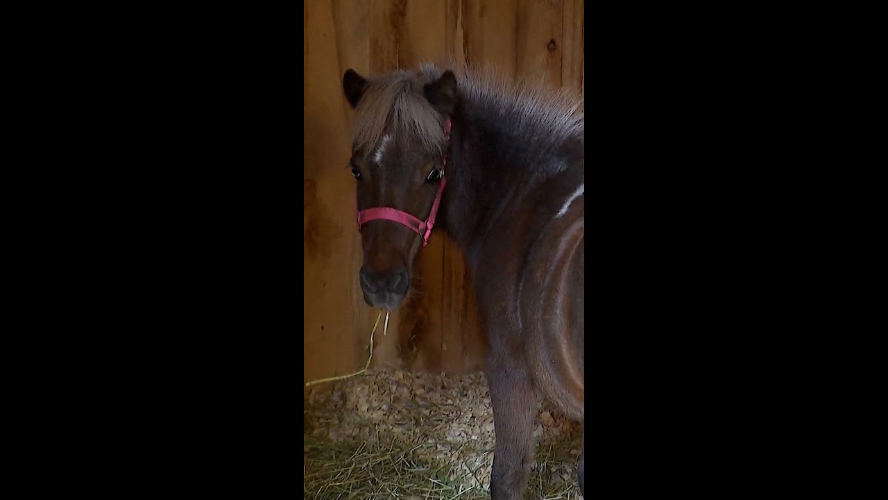 Woman fights to keep miniature horse as local therapy animal