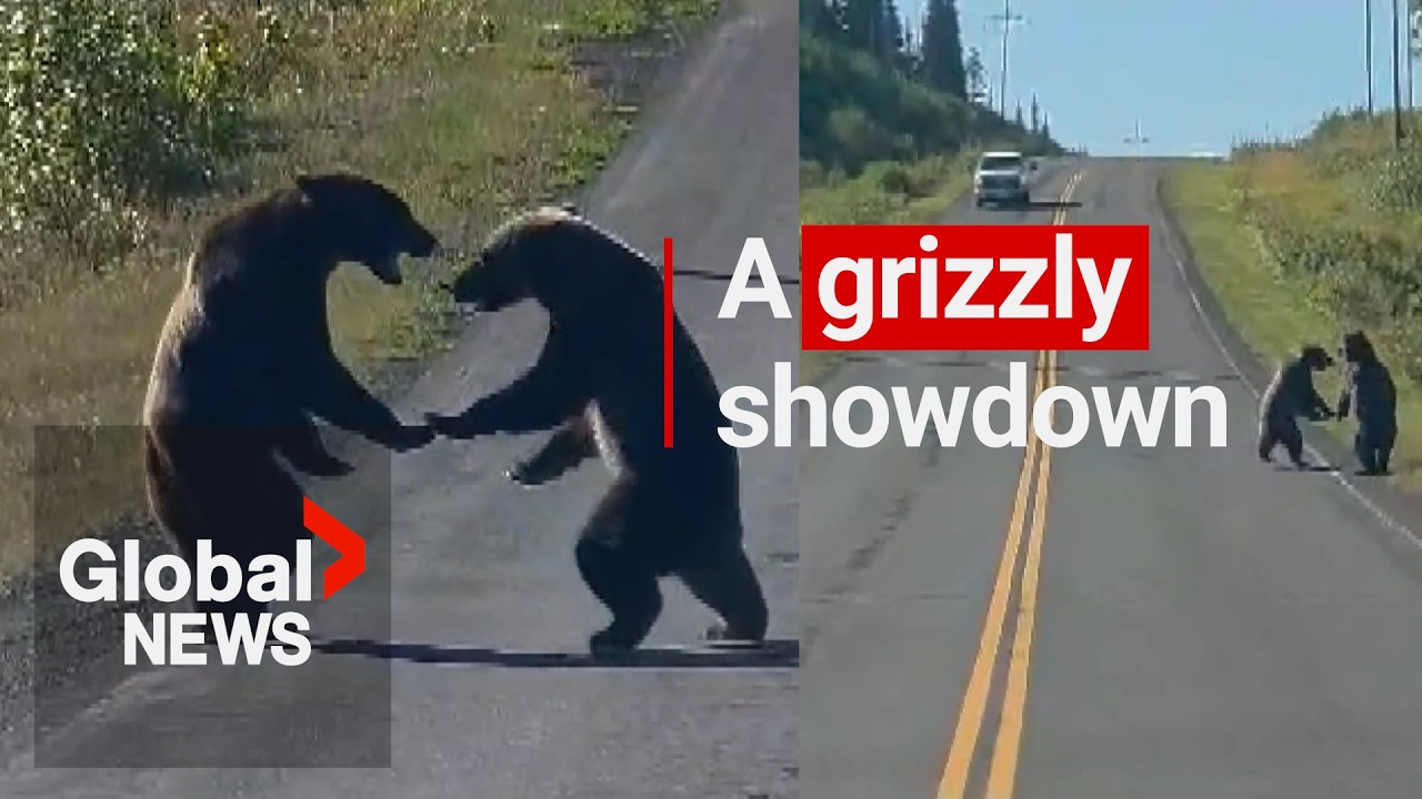 BC motorist captures incredible brawl between 2 grizzlies on camera