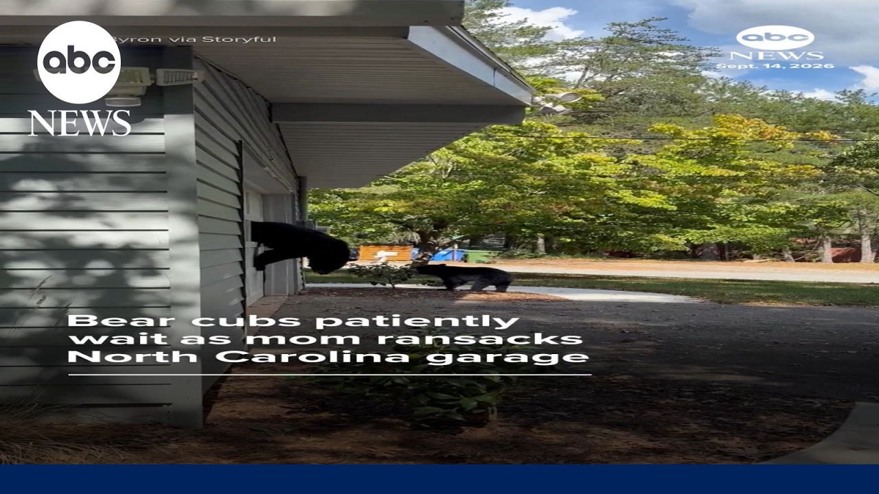 Bear cubs patiently wait as mom ransacks North Carolina garage