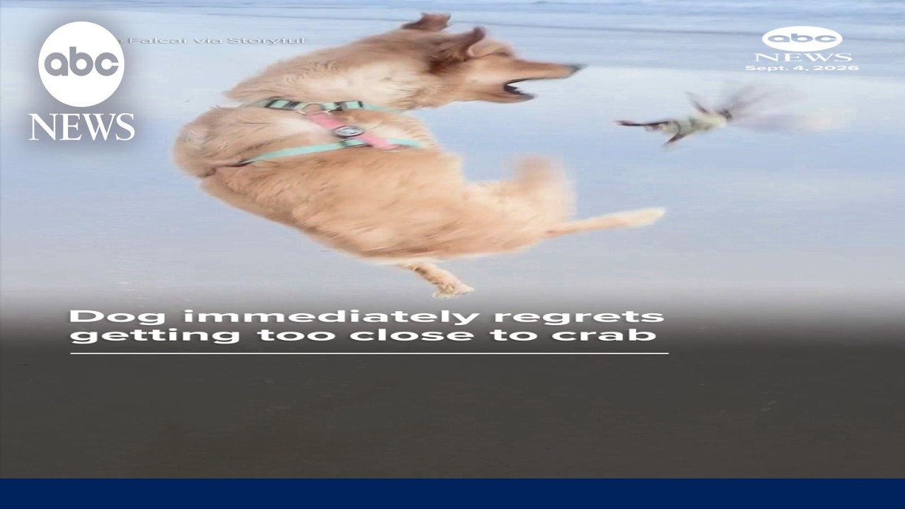 Dog immediately regrets getting too close to crab