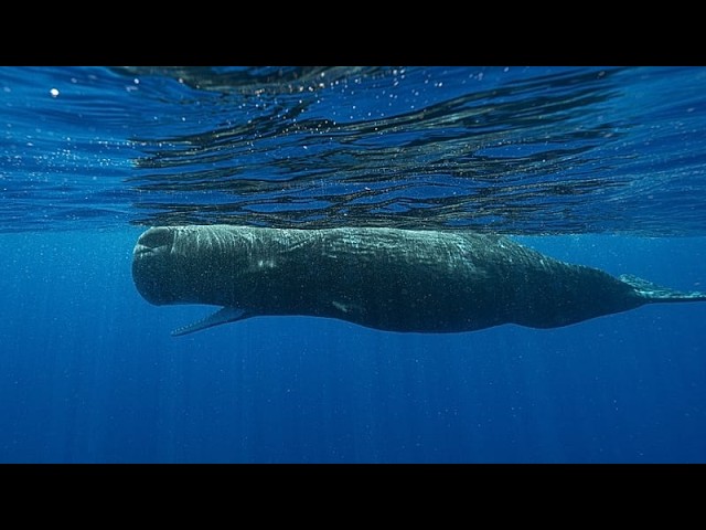 Four sailors rescued after sperm whale sinks yacht in South Pacific