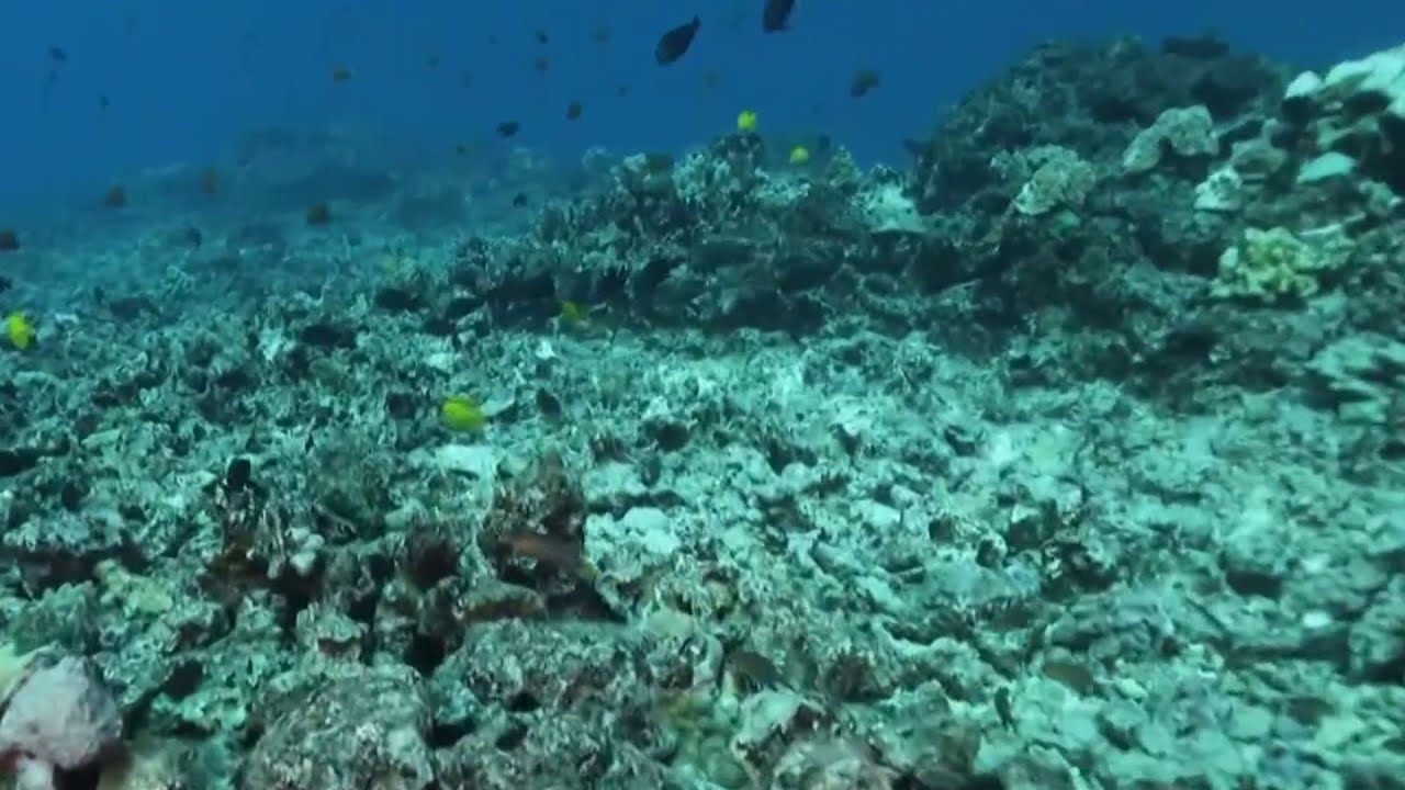 How an insurance policy is saving coral reefs in Hawaii