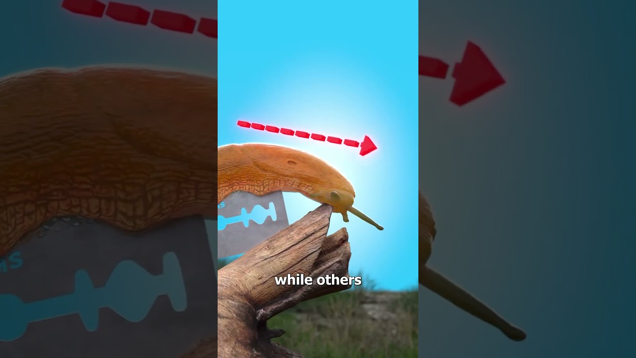 How Banana Slugs Glide Across Razor Blades 😮