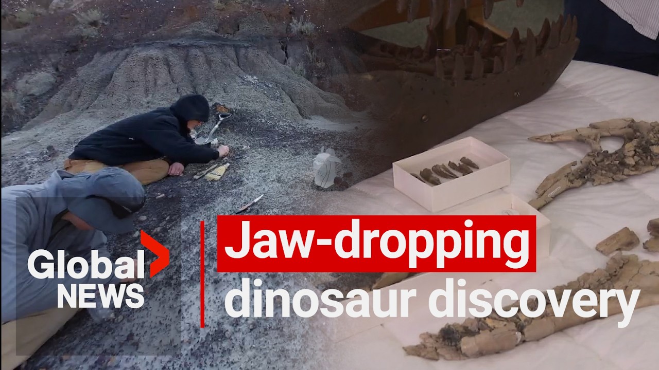 Jaw-dropping tyrannosaur discovery made in Alberta badlands