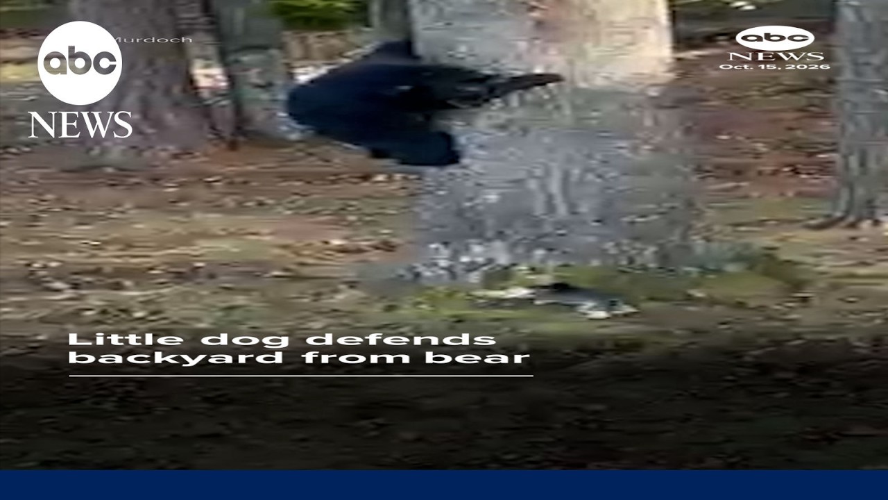 Little dog defends backyard from bear