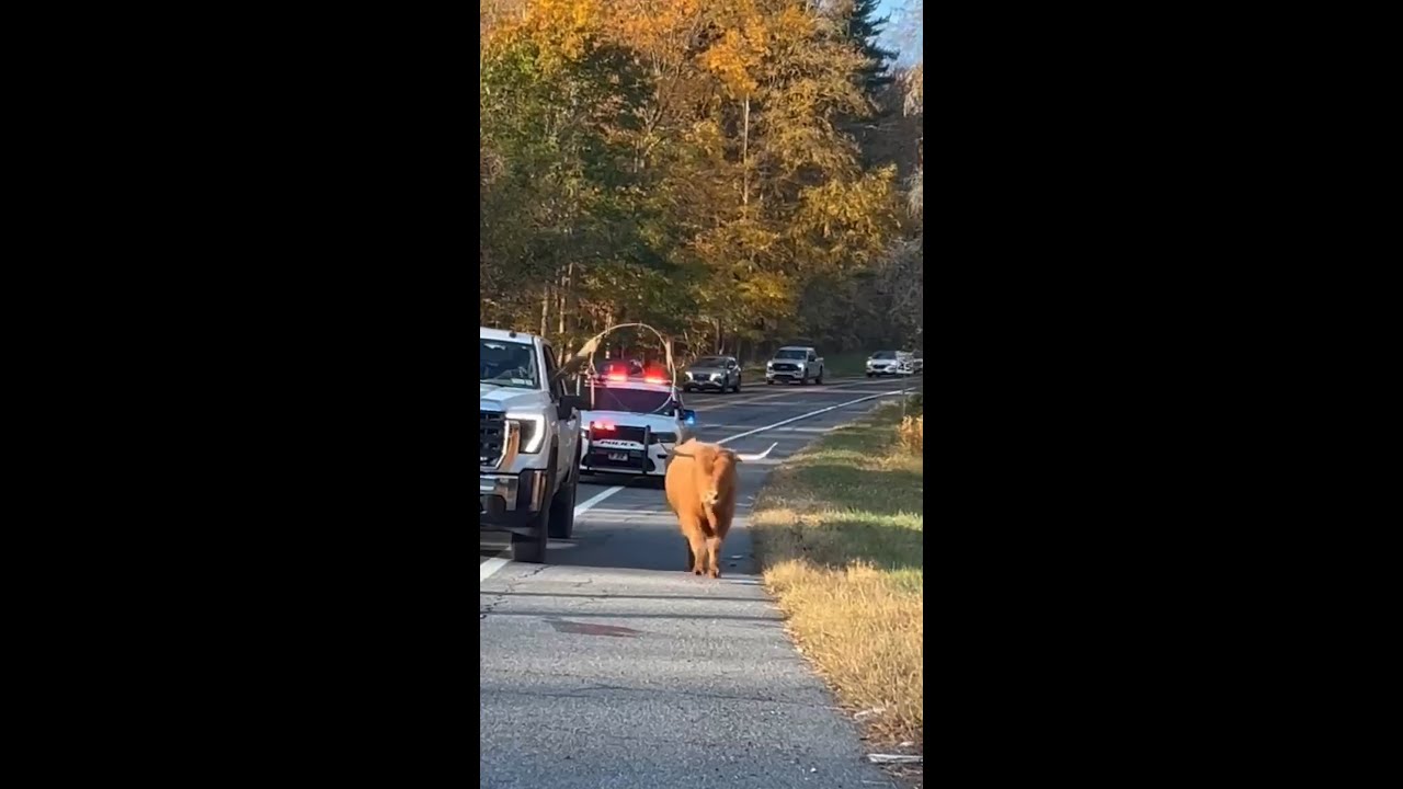New York police wrangle runaway cow after chase