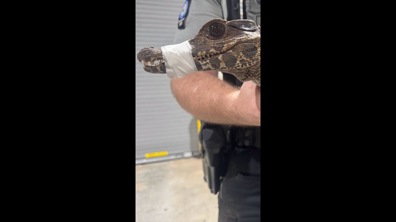 Officers capture missing alligator in Oklahoma