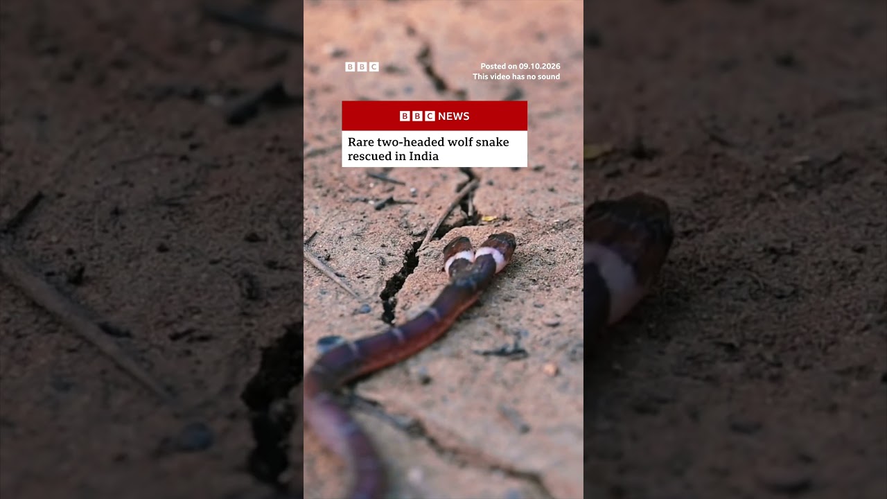 Rare two-headed wolf snake rescued in India. #India #Snake #BBCNews
