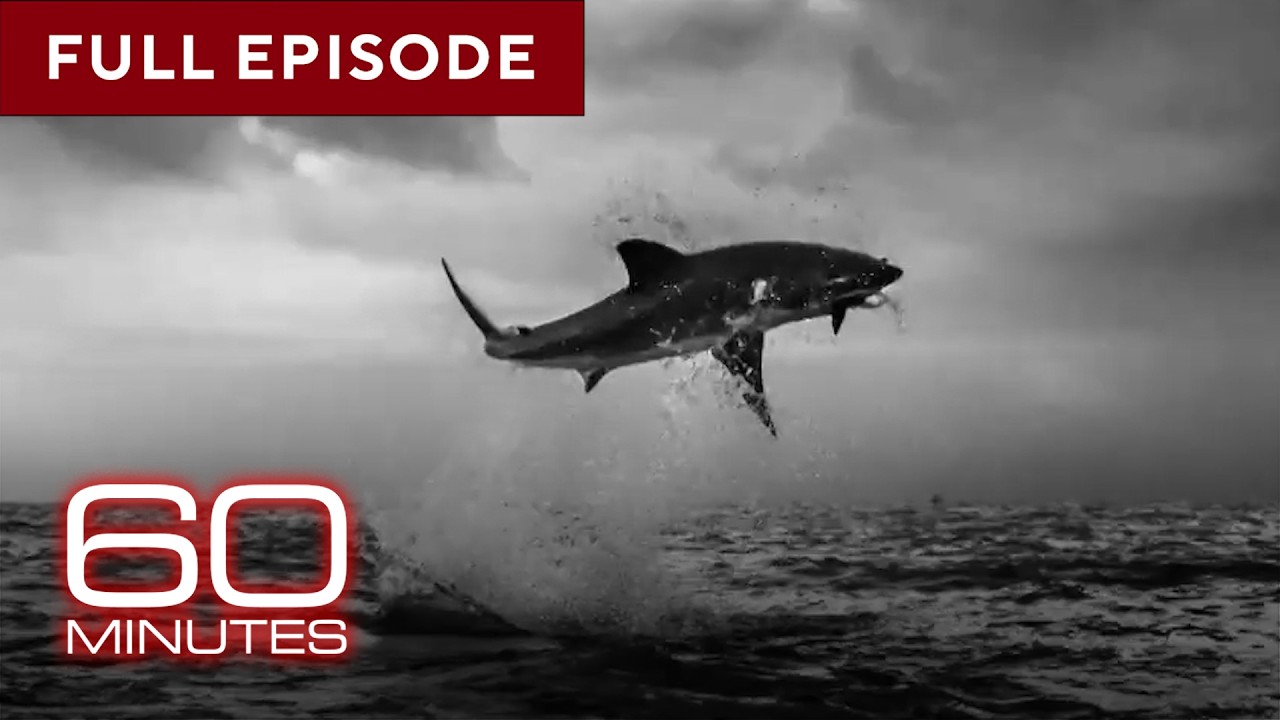 Sharks, Butterflies, Birds, Horses | 60 Minutes Full Episodes