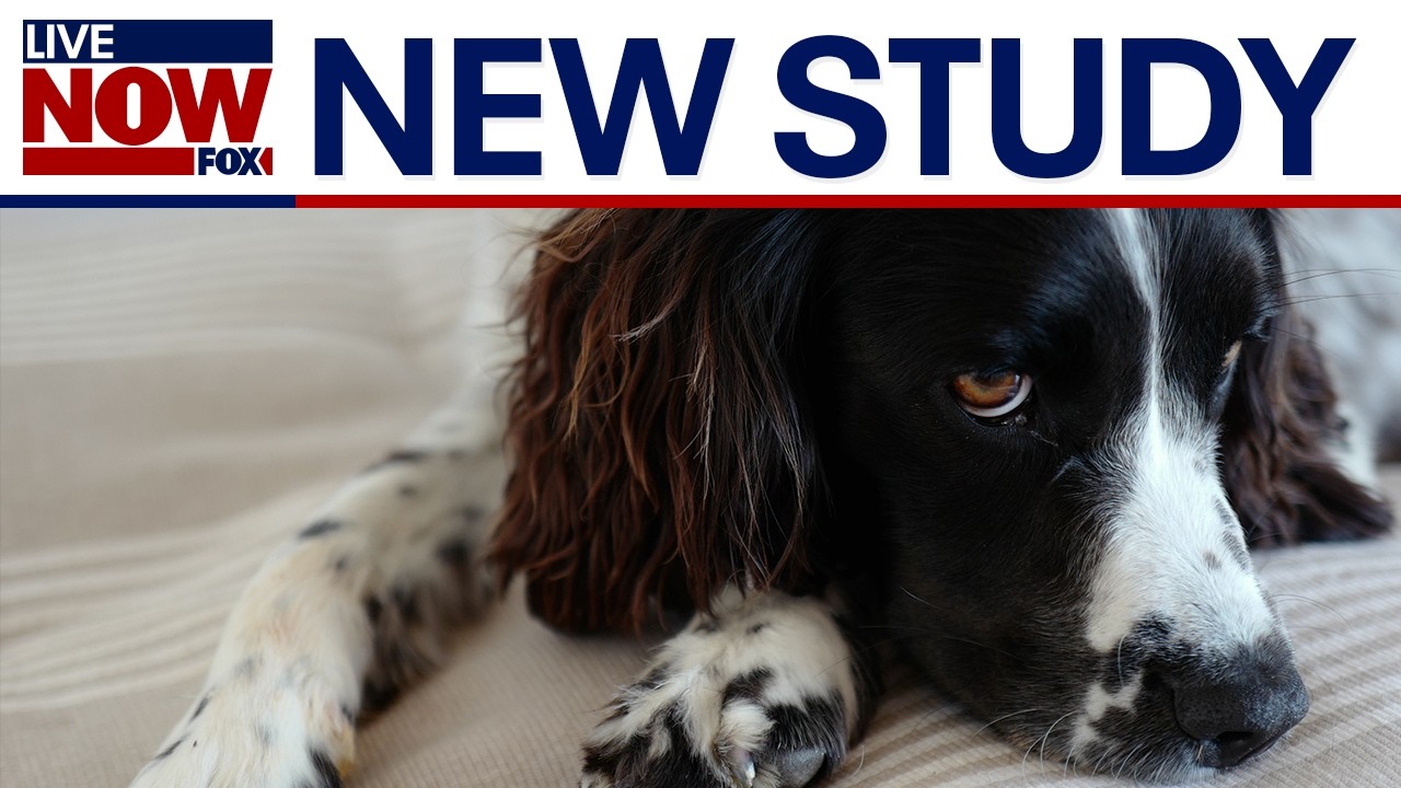 Sleeping next to your dog: Does it impact your sleep?