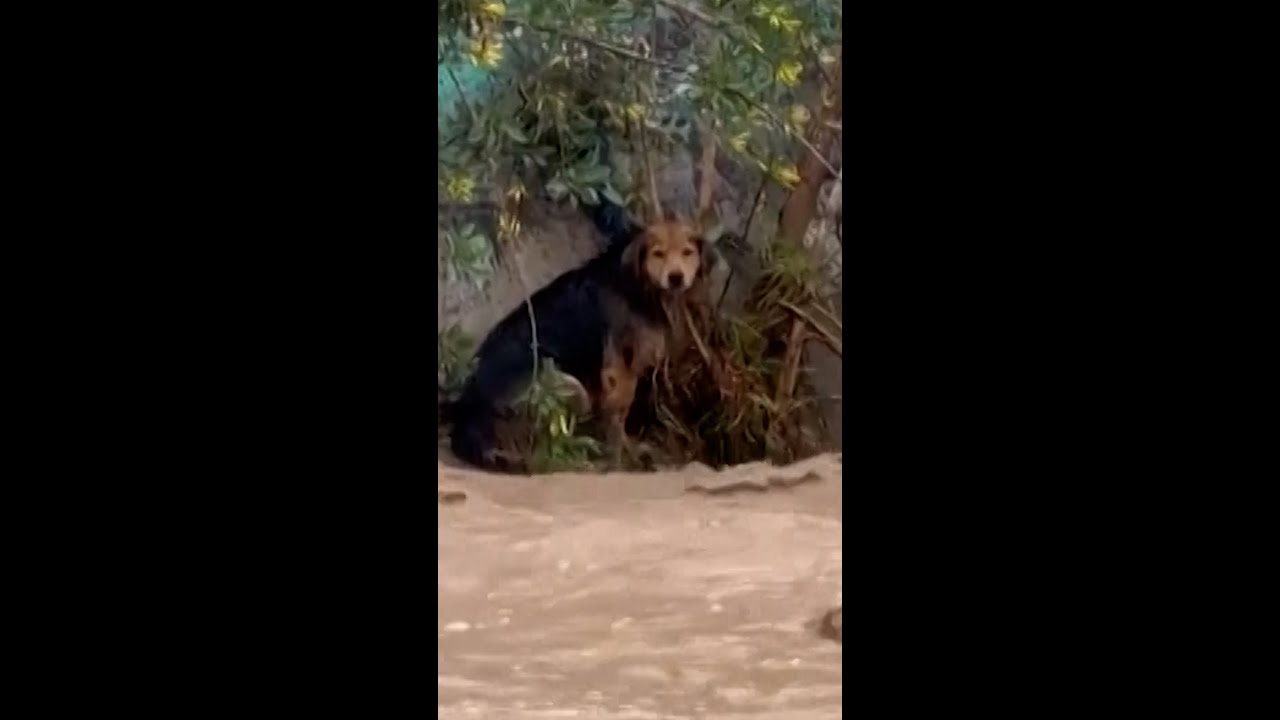 Stray dog escapes Chile’s raging Mapocho River