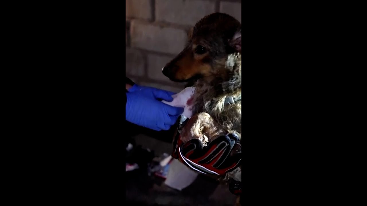 Two injured dogs rescued after Russian attack on Kyiv