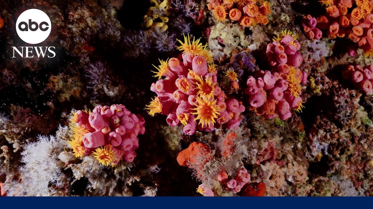 What to know about new research on underwater ecosystems